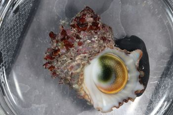 Media type: image;   Malacology 393771 Description: live specimen;
